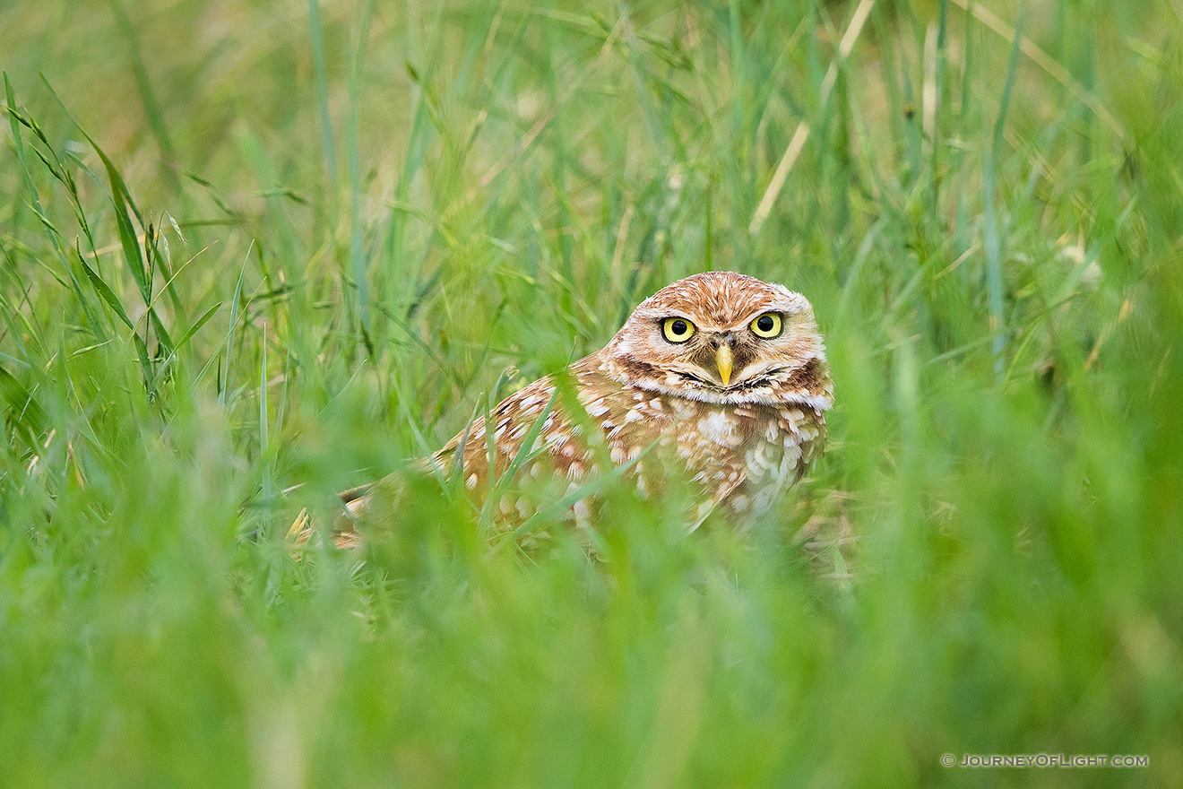 An adult burrowing owl watches from his burrow on the Oglala Grasslands in western Nebraska. - Nebraska,Animals Picture