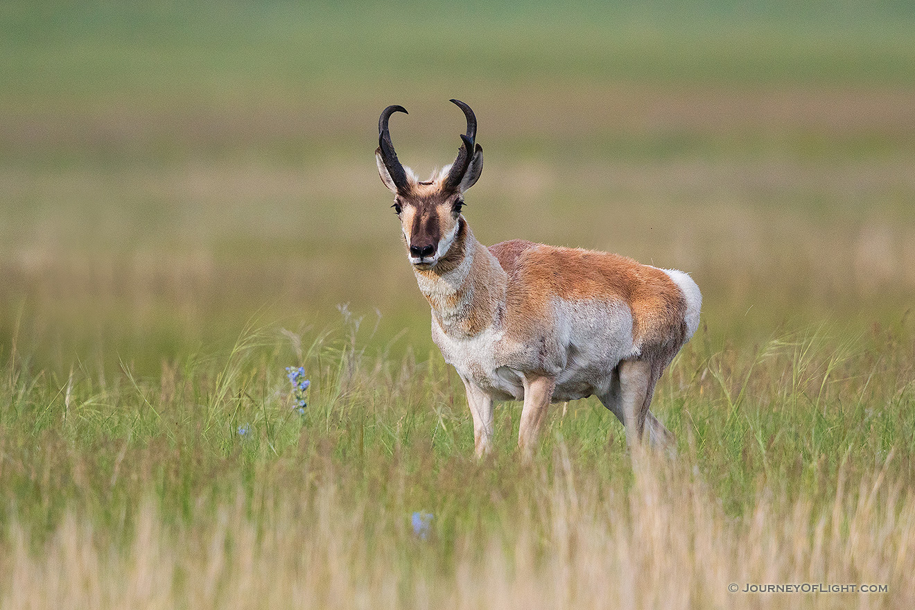 An American Antelope (Pronghorn) pauses on a hill before heading off in the Sandhills of Nebraska. - Nebraska,Animals Picture