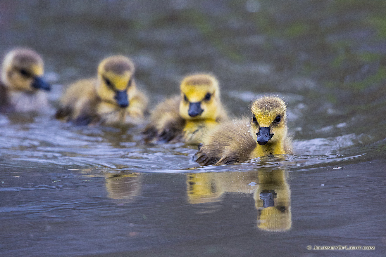 A gaggle of goslings swim in a line in one of the ponds at Schramm Park State Recreation Area. - Schramm SRA Picture