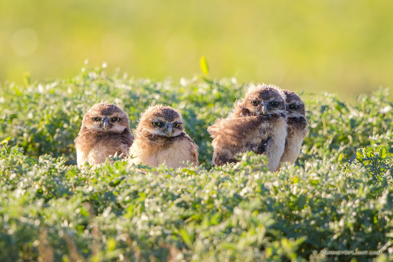 Four burrowing owl chicks at the Badlands National Park, South Dakota. - South Dakota Picture