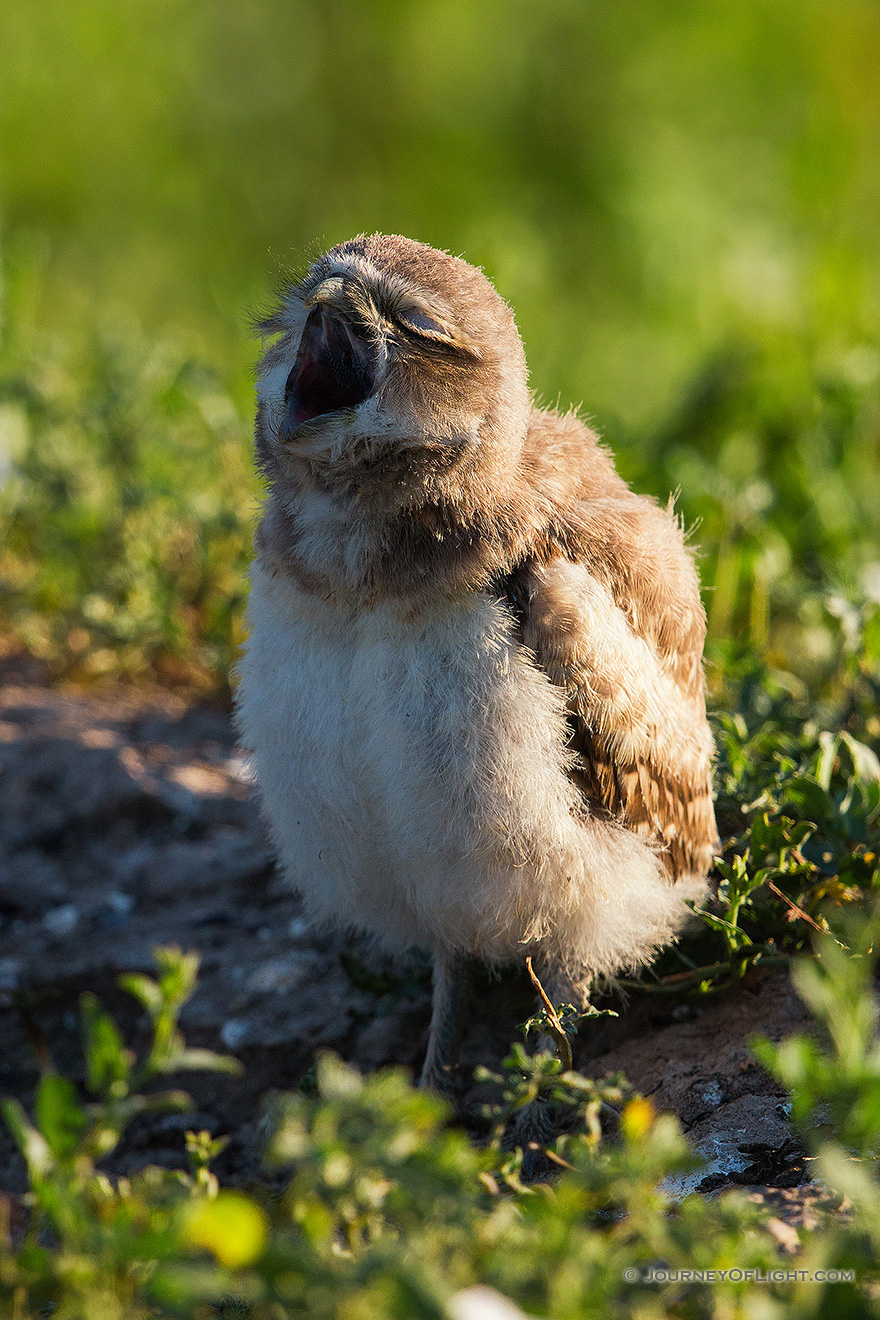 A burrowing owl chick yawns in the morning in Badlands National Park, South Dakota. - South Dakota Picture