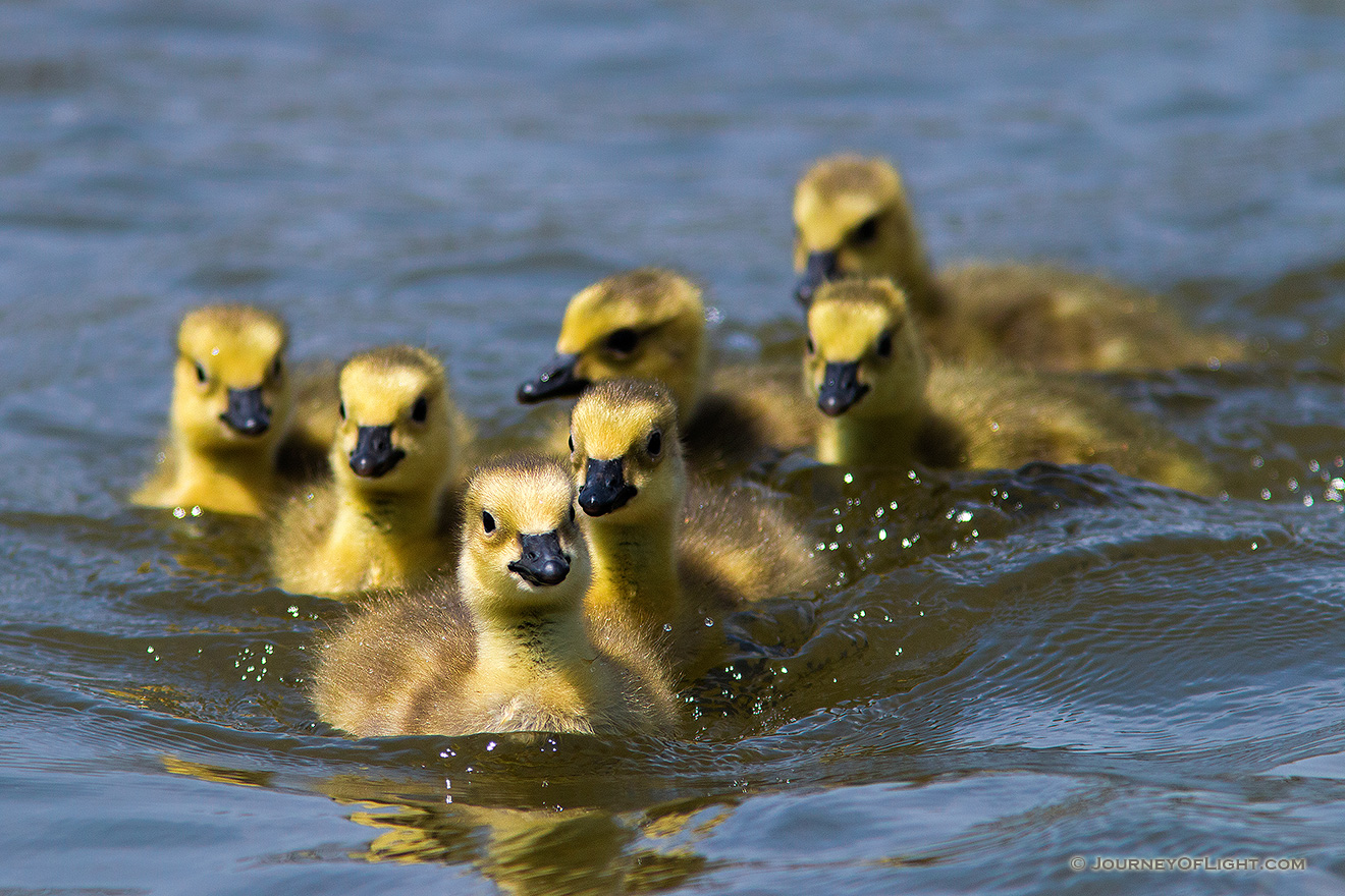 A gaggle of newly hatched goslings swim in one of the ponds at Schramm Park State Recreation Area. - Schramm SRA Picture