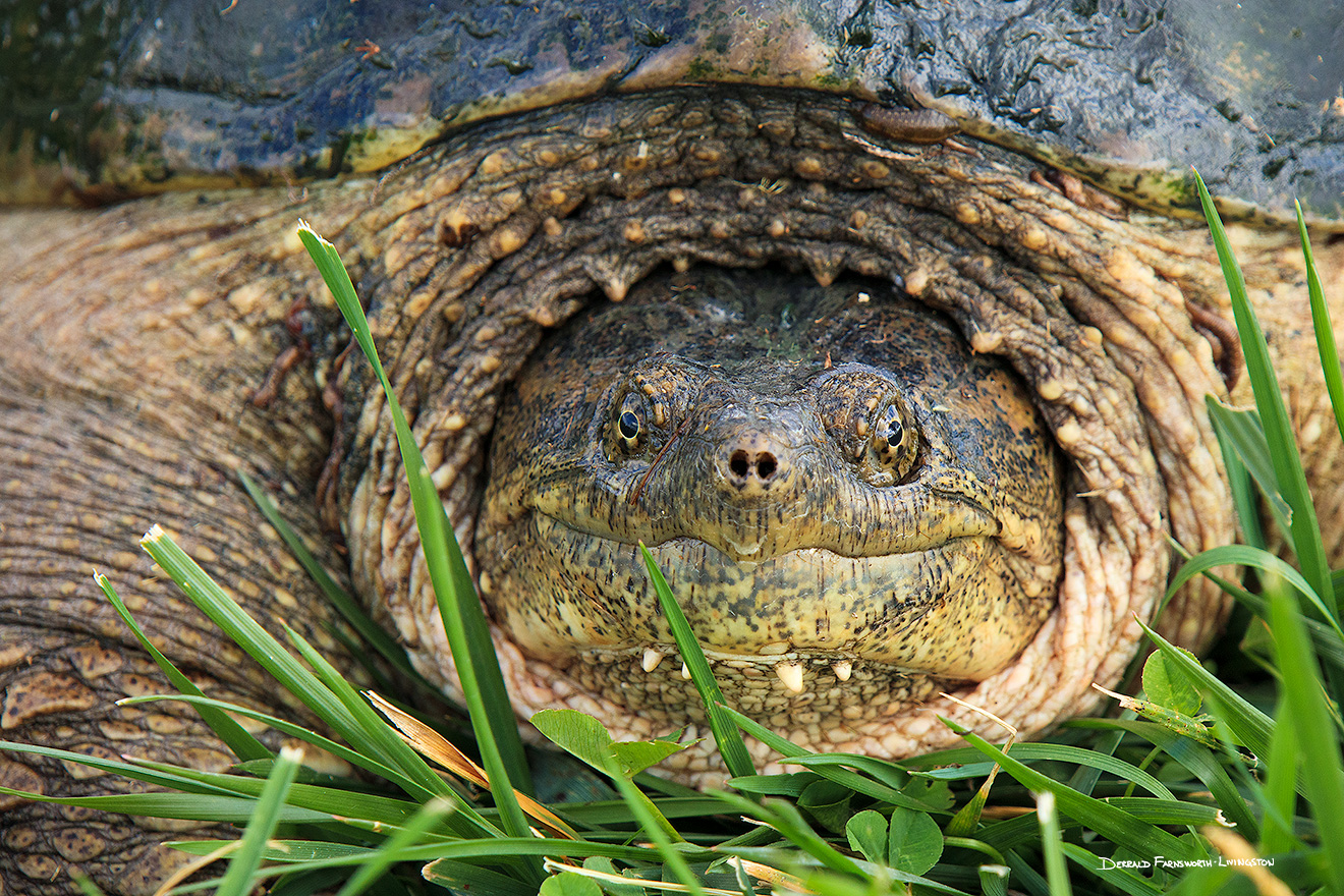 A wildlife photograph of a snapping turtle in eastern Nebraska. - Nebraska Picture