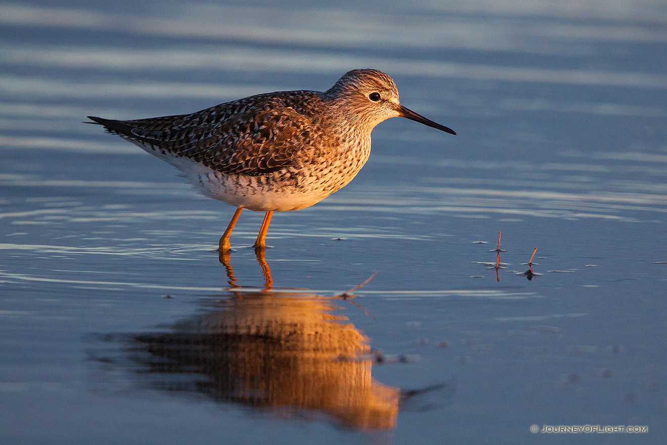 On a cool April evening, a yellowlegs is bathed in the warm light of the setting sun at Little Salt Fork Marsh in Lancaster County. - Nebraska,Wildlife Picture