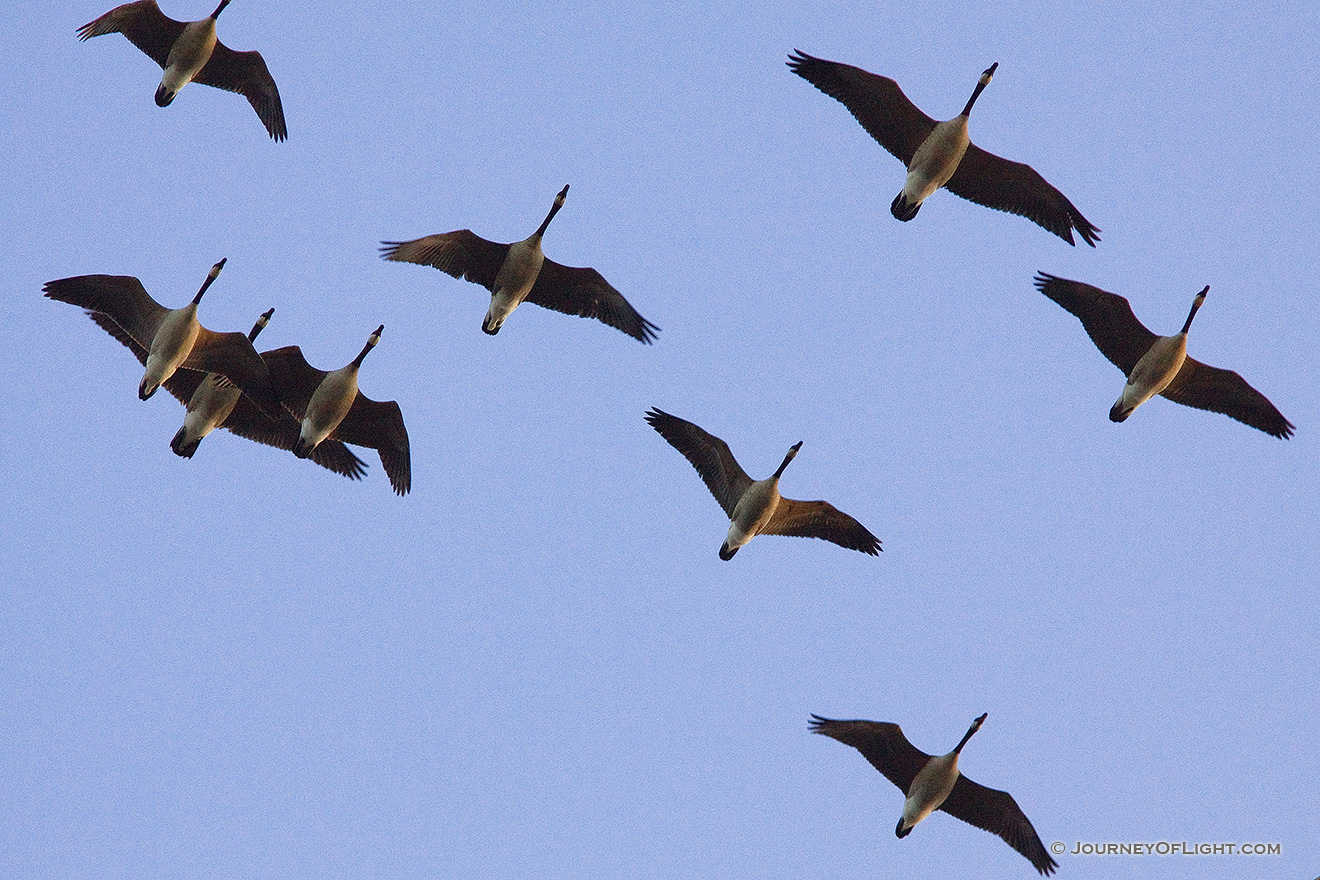 A flock of Canada Geese fly overhead at sunset going to the fields for dinner. - DeSoto Picture