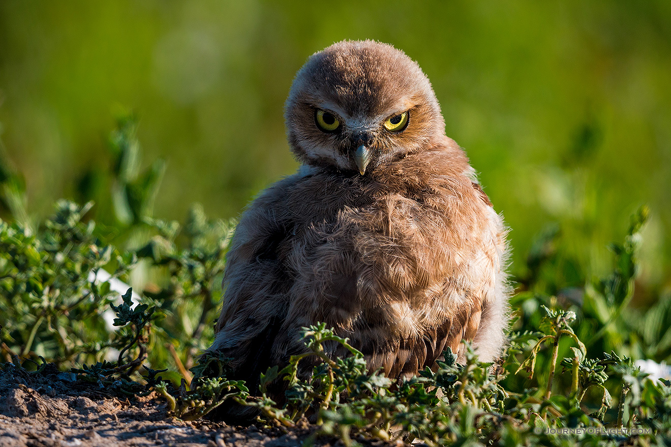 A burrowing owl chick looks over his wing in Badlands National Park, South Dakota. - South Dakota Picture