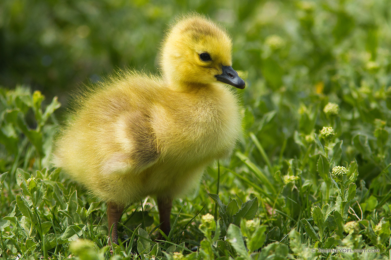 A young gosling stands in a grassy area near one of the ponds at Schramm Park State Recreation Area. - Schramm SRA Picture