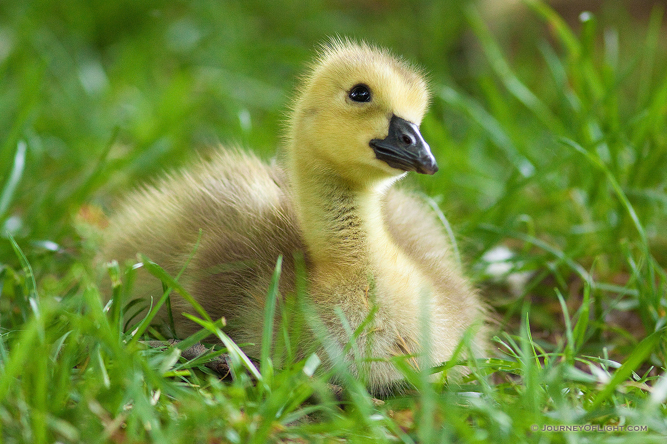 A gosling rests in the green spring grass while gazing into the distance at Schramm State Recreation Area. - Schramm SRA Picture