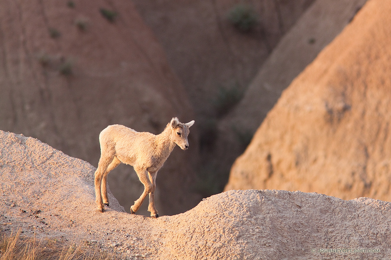 An adolescent bighorn sheep deftly steps out across the Badlands in South Dakota. - South Dakota Picture