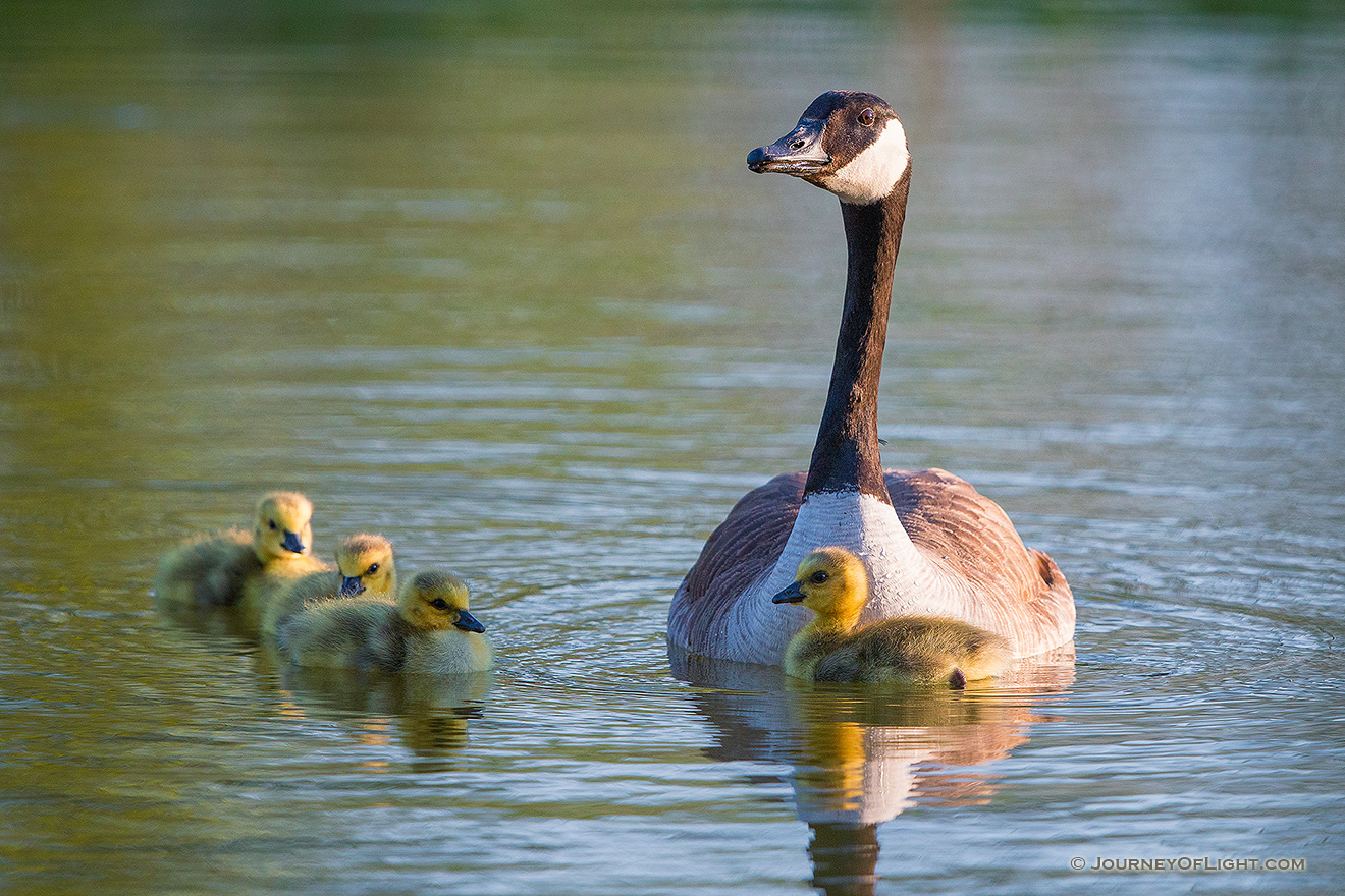 A gaggle of newly hatched goslings swim with their mother in one of the ponds at Schramm Park State Recreation Area. - Schramm SRA Picture