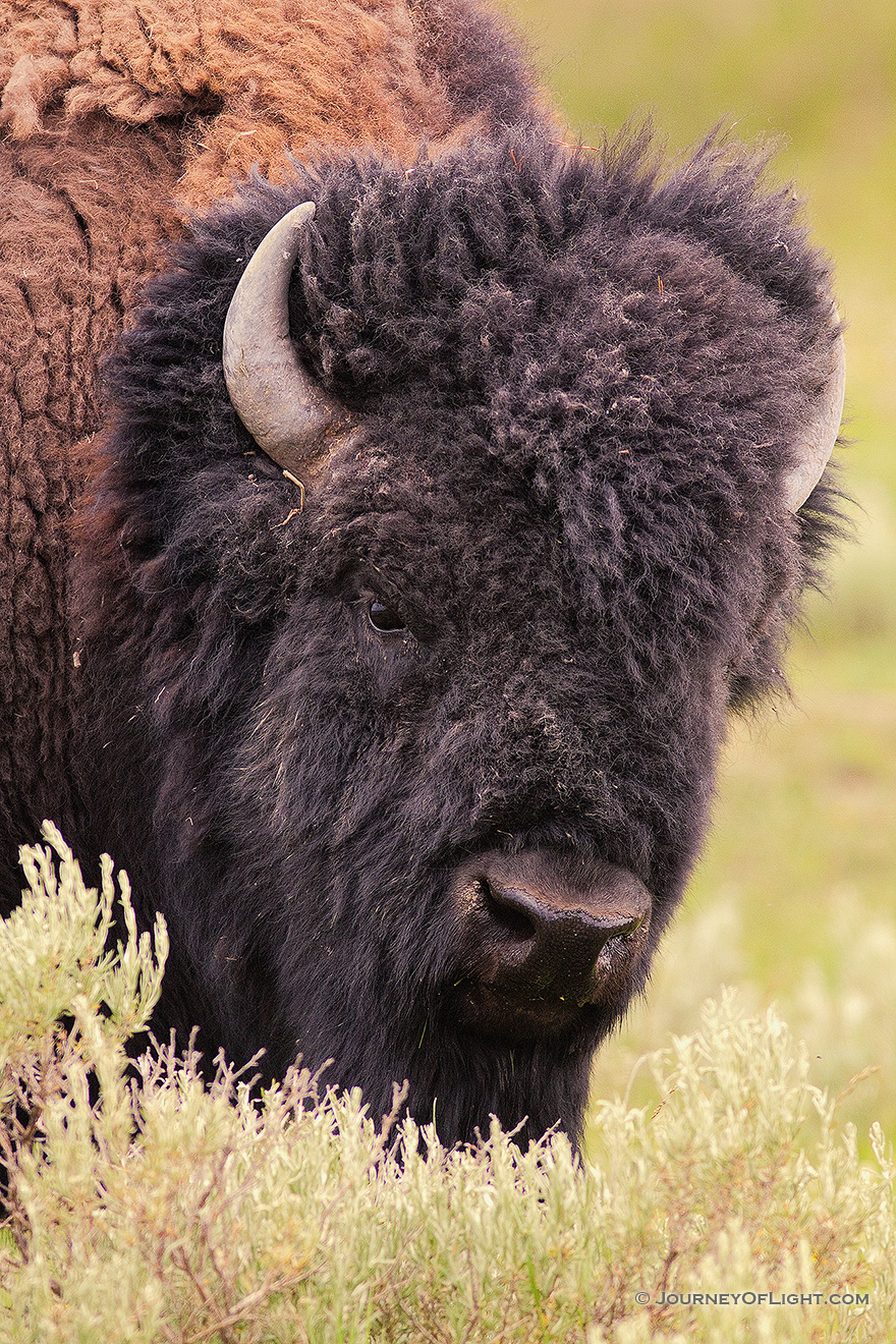 A buffalo (bison) rests at Yellowstone National Park. - Yellowstone National Park Picture