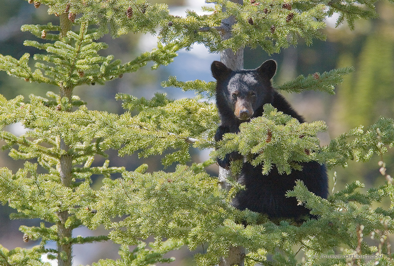 A Black Bear cub hangs on tightly to a pine tree, his mother not far below him keeping watch. - Canada Picture