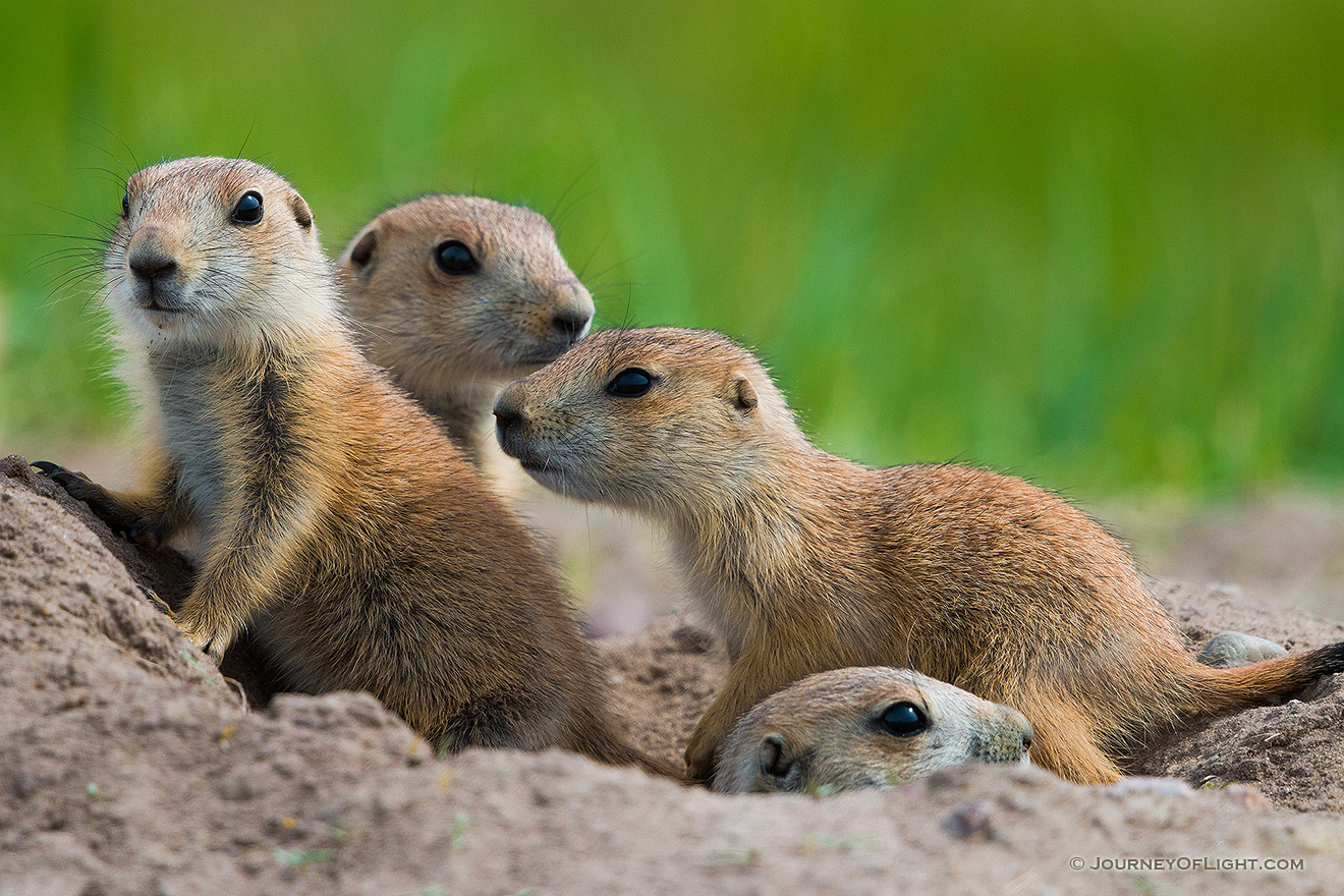 Prairie dog pups venture out of their hole at Ft. Niobrara National Wildlife Refuge. - Ft. Niobrara Picture