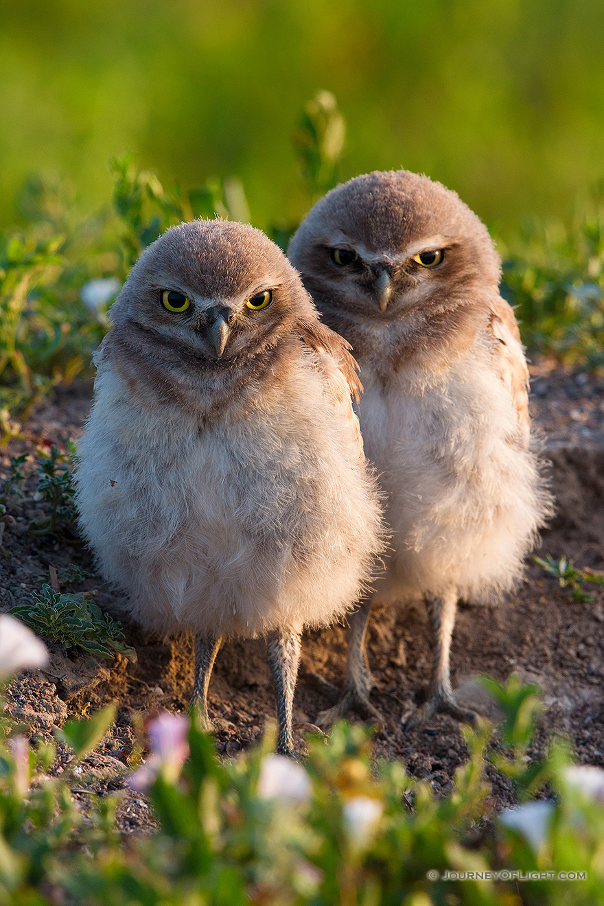 Two burrowing owl chicks watch quietly outside their home in Badlands National Park, South Dakota. - South Dakota Picture