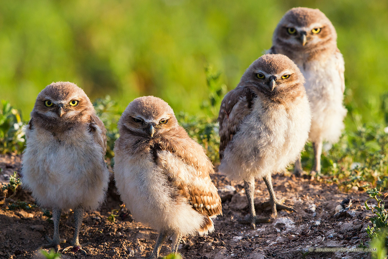 Four burrowing owlets look on in curiosity just outside their home in a prairie dog town in Badlands National Park, South Dakota. - South Dakota Picture