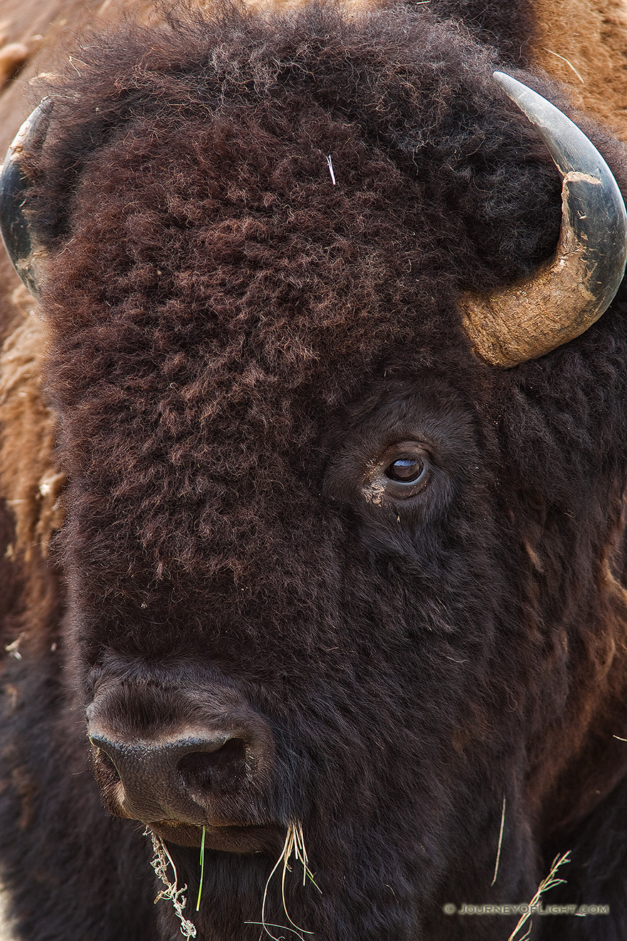A buffalo profile at Ft. Niobrara National Wildlife Refuge. - Ft. Niobrara Picture