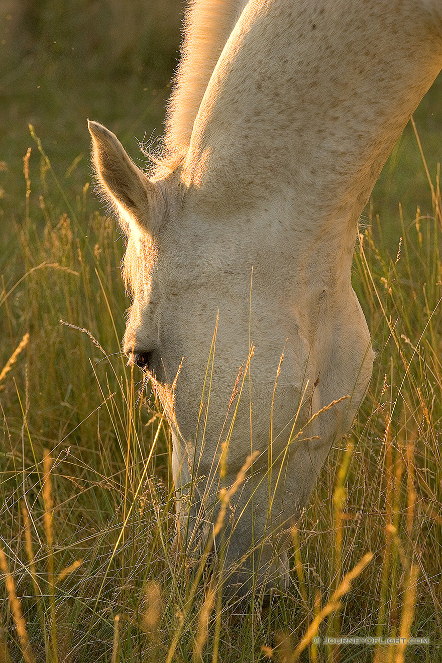 A white stallion grazes contently at Mahoney State Park in Eastern Nebraska. - Mahoney SP Picture