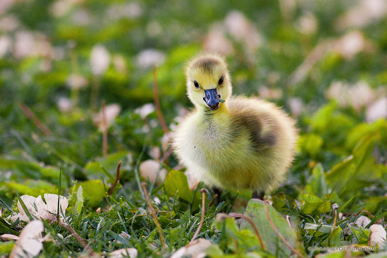 A newly hatched gosling chews on some verdant grass. - Schramm SRA Picture