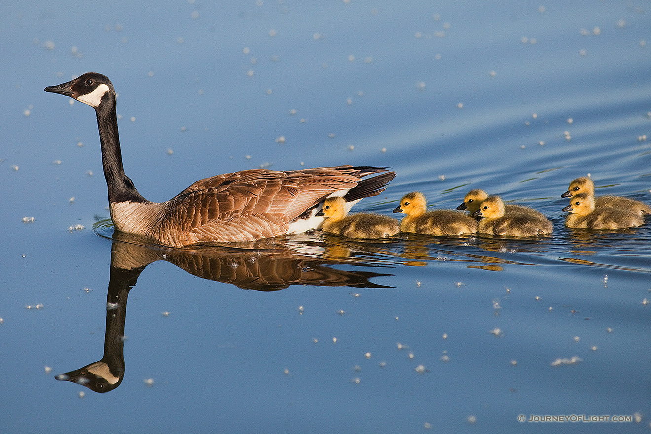 A Canada Goose mother takes her goslings on a swim across the lake. - Schramm SRA Picture