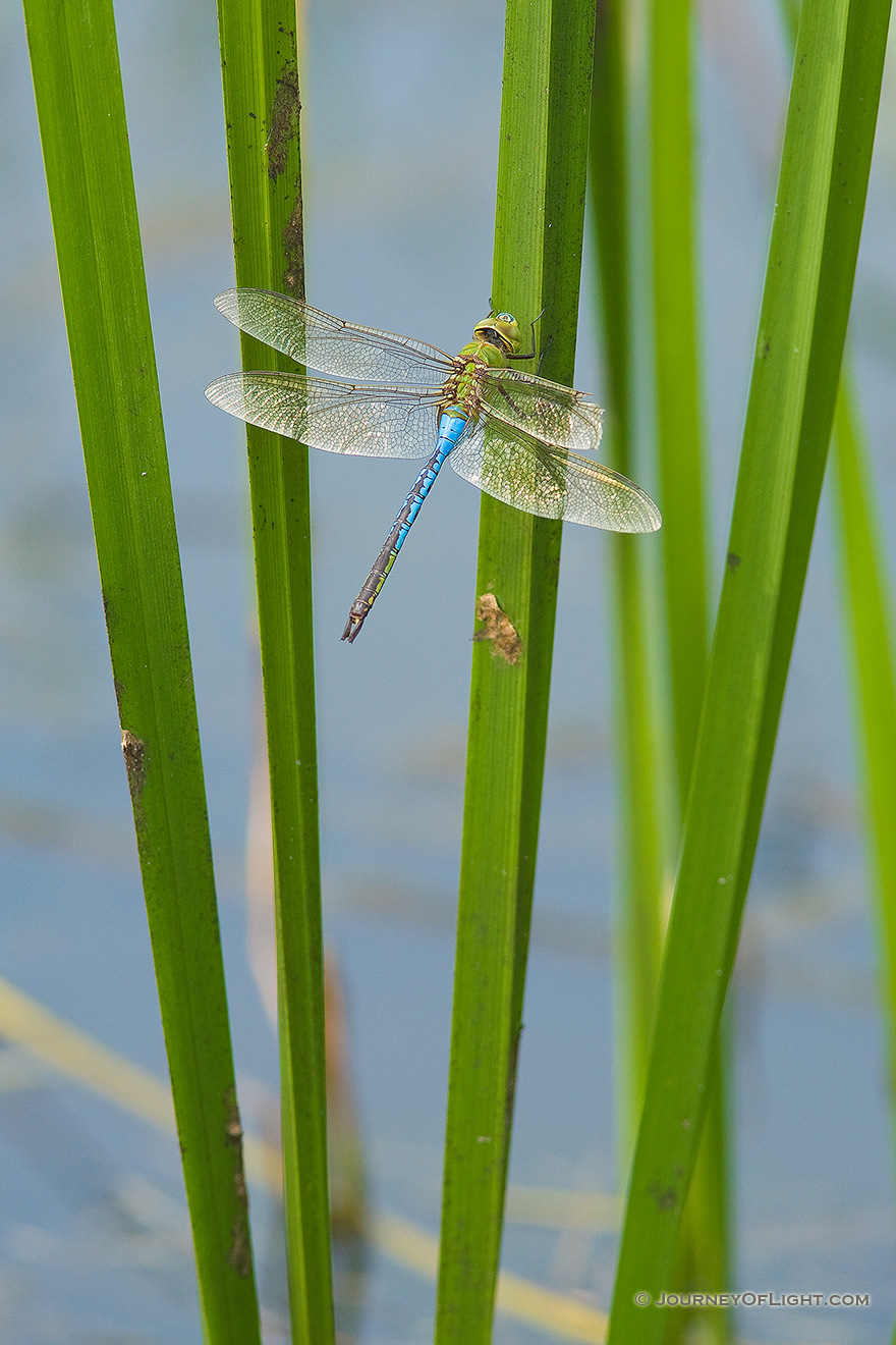 A dragonfly hangs out on a pond in central Iowa. - Iowa Picture