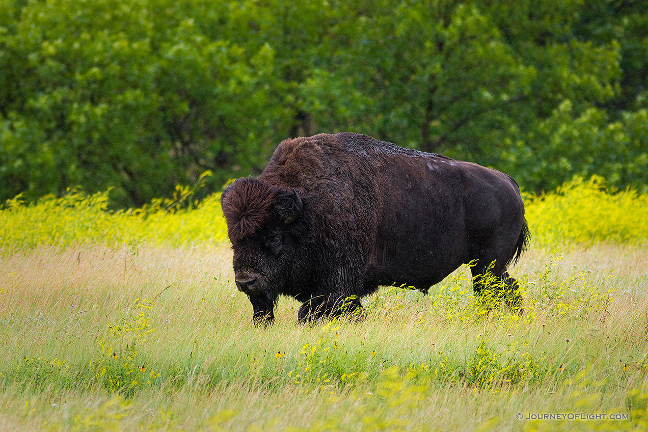 A buffalo (bison) moves slowly through a field in the North Unit of Theodore Roosevelt National Park. - North Dakota Picture