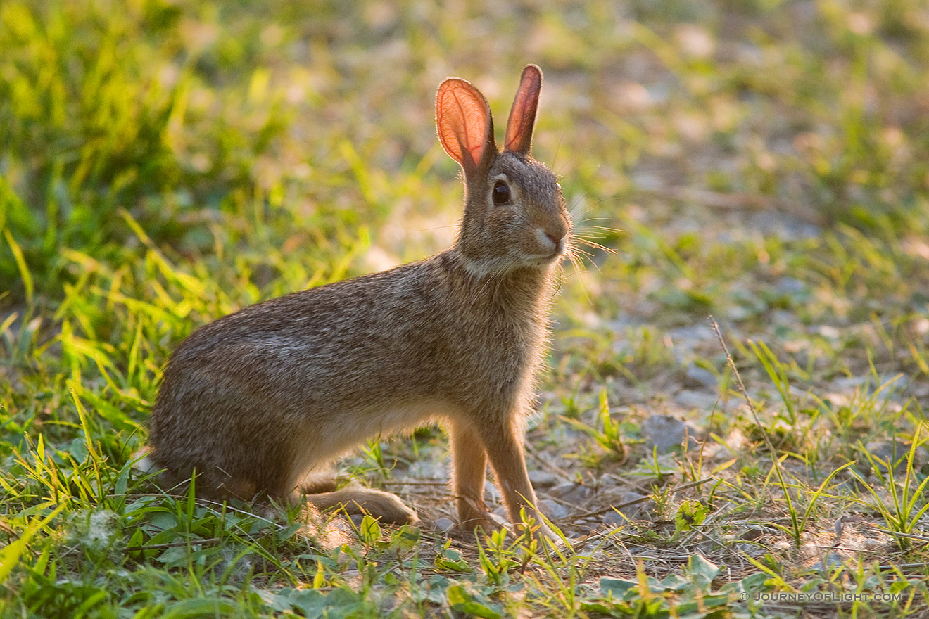 A friendly bunny is seen hanging out at DeSoto National Wildlife Refuge. - DeSoto Picture