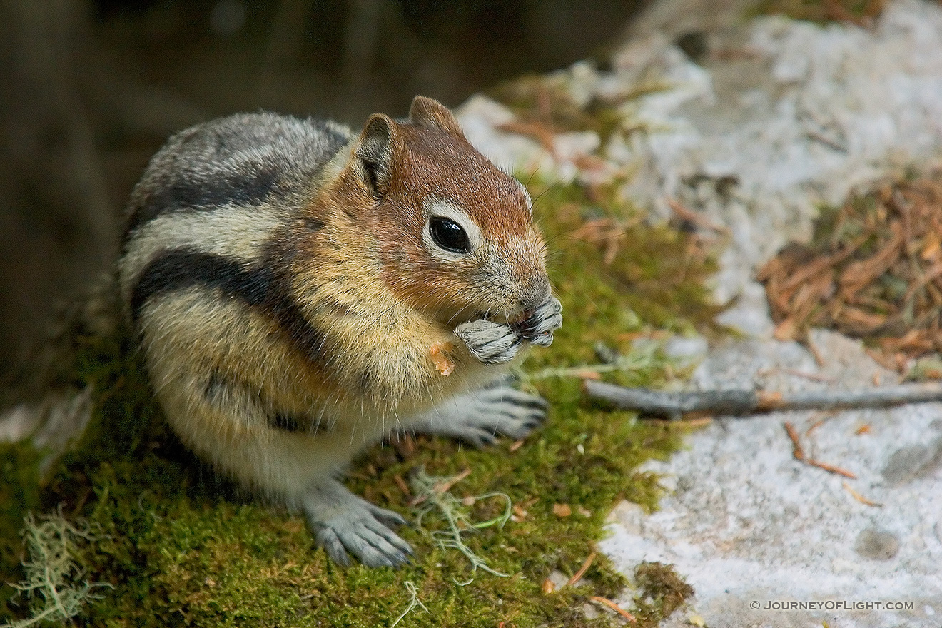 A Chipmunk Eating a Handout for lunch.  Many chipmunks line the trails around Banff National Park, always looking for a handout. - Canada Picture