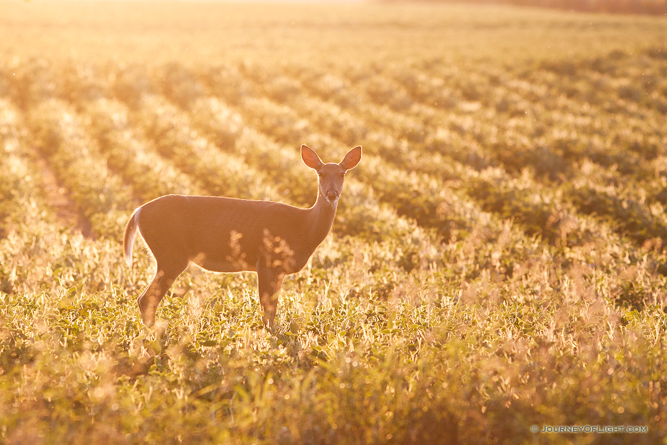 A deer stops briefly in the late afternoon sun at DeSoto National Wildlife Refuge. - DeSoto Picture
