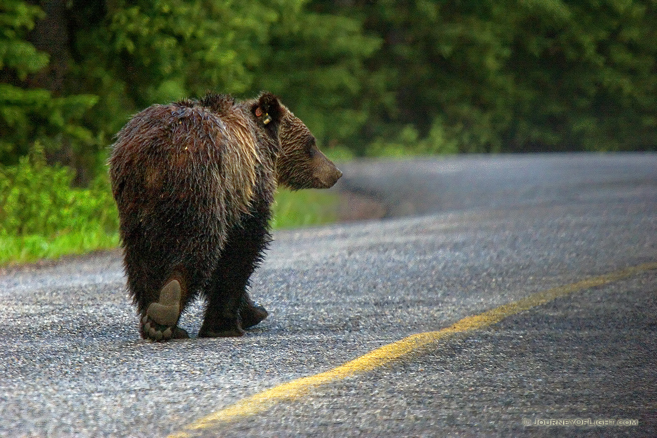 When I was coming back from photographing the sunrise on Lake Moraine, this fellow joined me on the road. - Canada Picture