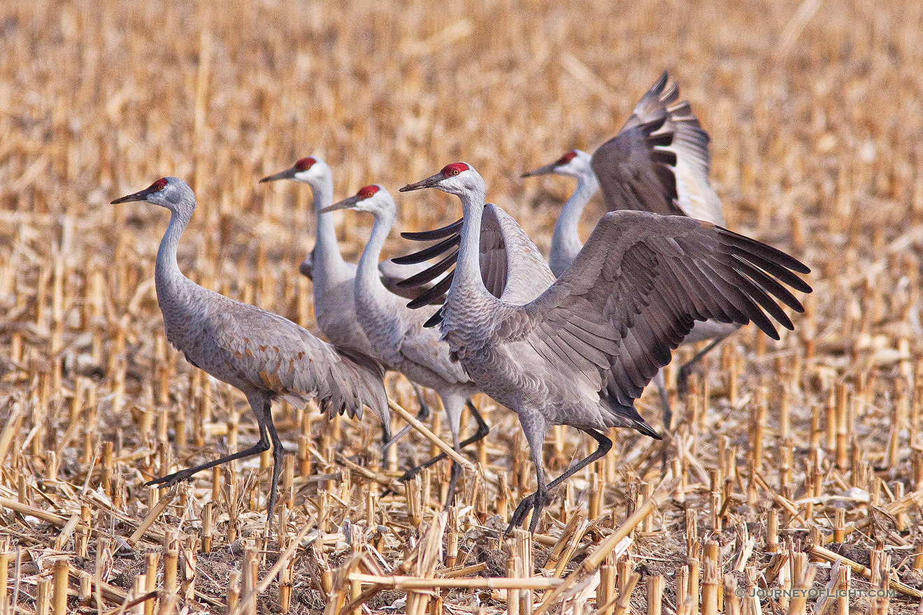 A sandhill crane dances for his fellow cranes in a cornfield in the warm early morning spring sun. -  Picture