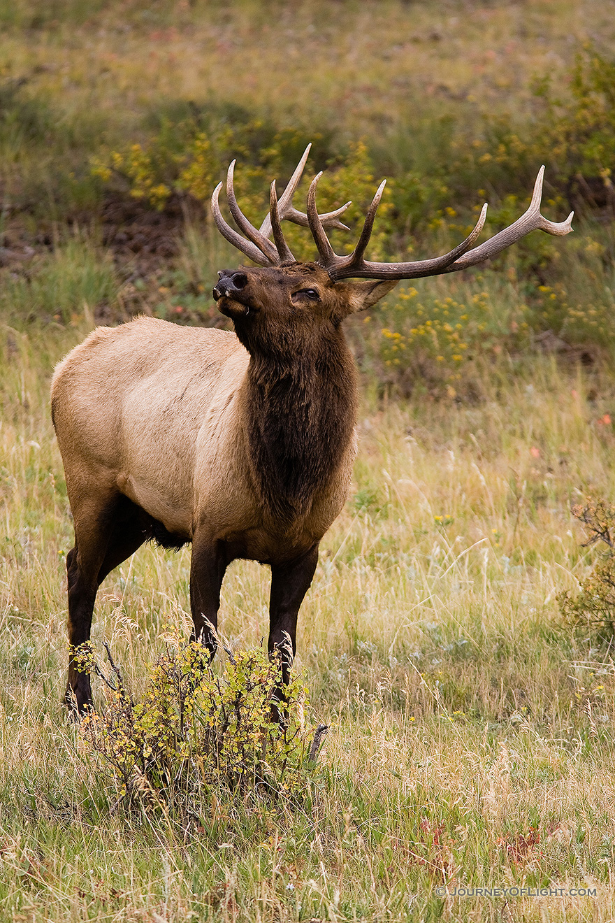 The sound echoing through the valley, an elk bugles during the fall mating season in Rocky Mountain National Park. - Rocky Mountain NP Picture