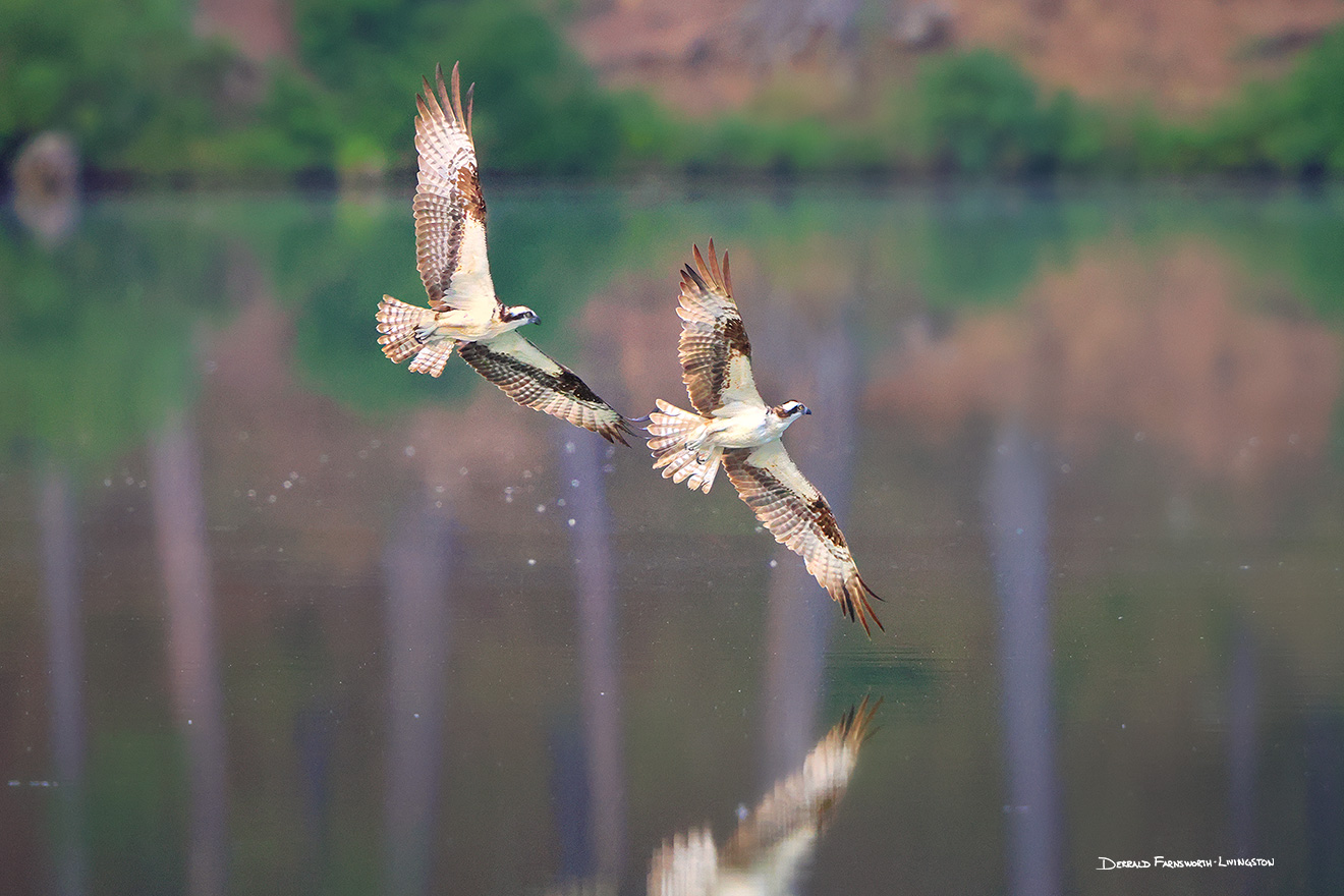 A wildlife photograph of two Osprey in flight in the South Dakota Black Hills. - South Dakota Picture