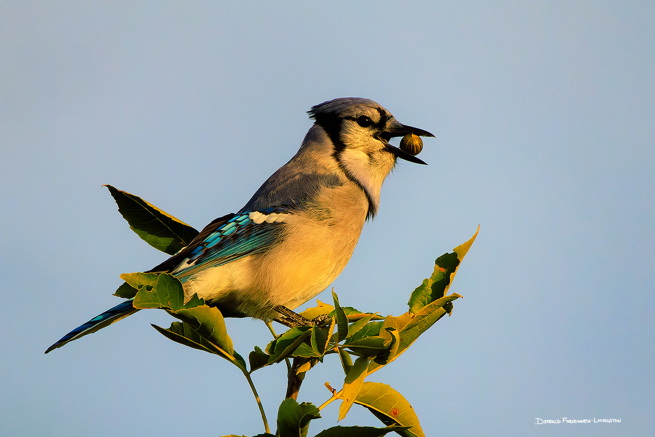 Wildlife photograph of a blue jay with a seed at Chalco Hills Recreation Area, Nebraska. - Nebraska Picture