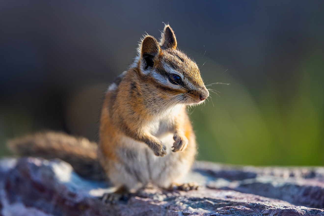 A wildlife photograph of a chipmunk in Glacier National Park, Montana. - Glacier Picture
