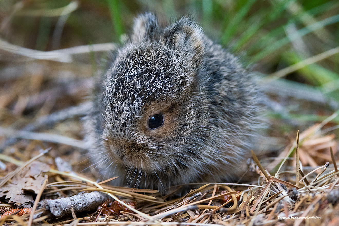 A wildlife photograph of a small baby bunny in Glacier National Park, Montana. - Glacier Picture